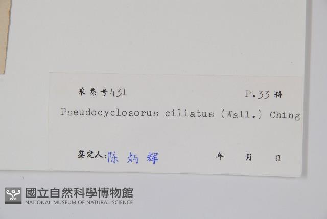 溪邊假毛蕨藏品圖，第2張