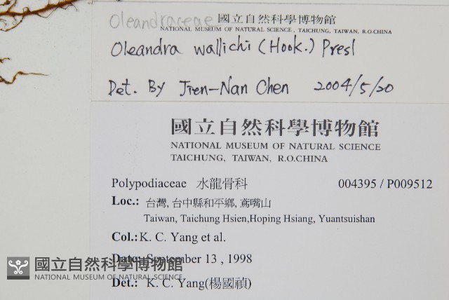 蓧蕨藏品圖，第2張