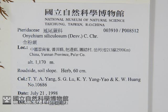 金粉蕨藏品圖，第2張