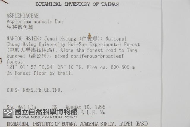 生芽鐵角蕨藏品圖，第2張