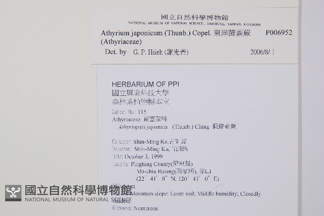 東洋蹄蓋蕨藏品圖，第2張