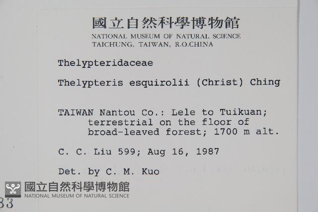 斜葉金星蕨藏品圖，第2張