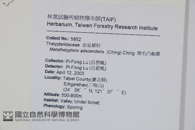 微毛凸軸蕨藏品圖，第2張