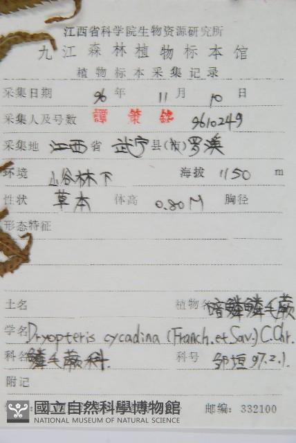 桫欏鱗毛蕨藏品圖，第2張