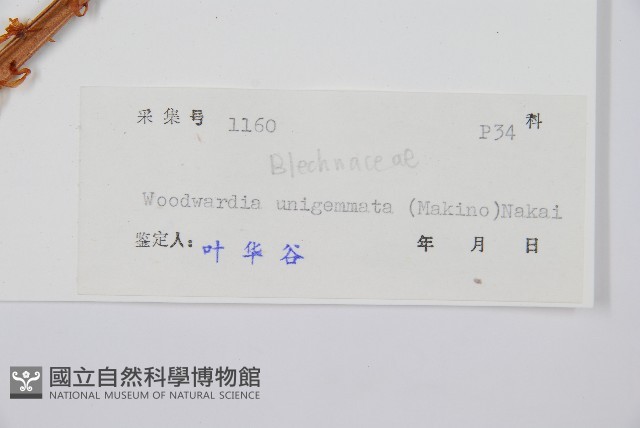 生芽狗脊蕨、頂芽狗脊蕨藏品圖，第2張