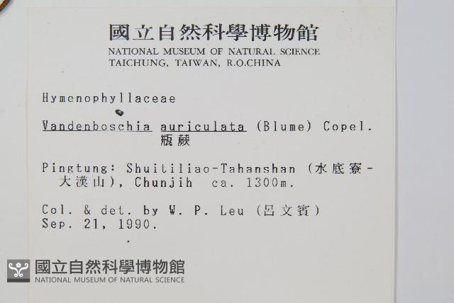 瓶蕨藏品圖，第2張