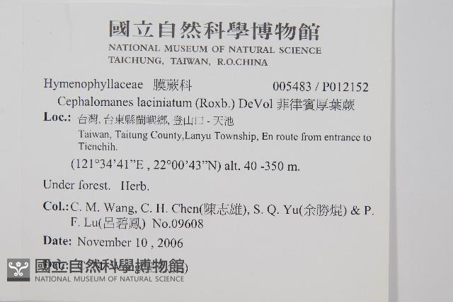 菲律賓厚葉蕨藏品圖，第2張