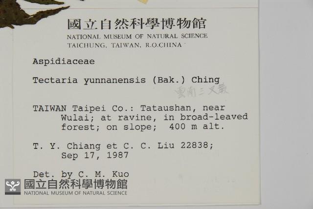 雲南三叉蕨藏品圖，第2張