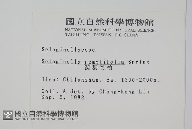 疏葉卷柏藏品圖，第2張