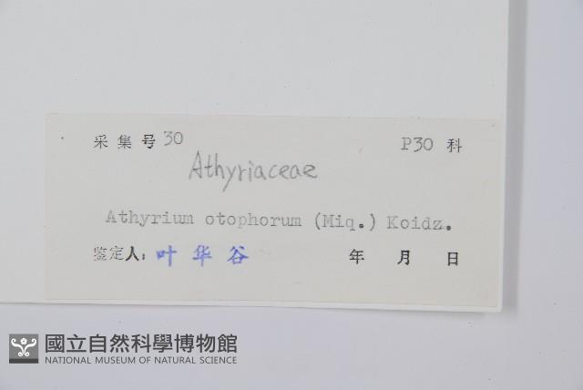 倉田氏蹄蓋蕨藏品圖，第2張