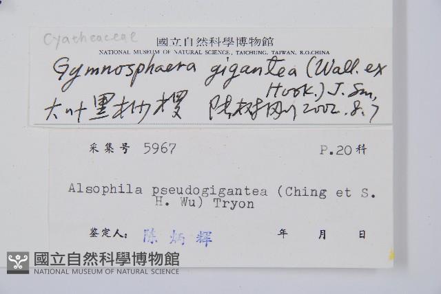 大葉黑桫欏藏品圖，第2張