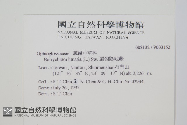 扇羽陰地蕨藏品圖，第2張