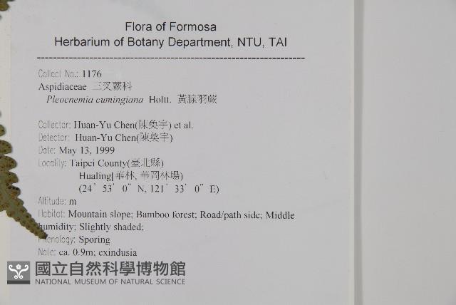 黃腺羽蕨藏品圖，第5張