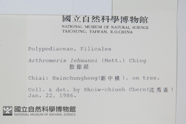 肢節蕨藏品圖，第2張