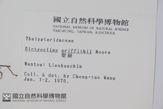 聖蕨藏品圖，第2張