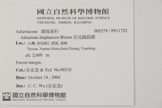 陵齒蕨、鱗始蕨藏品圖，第2張