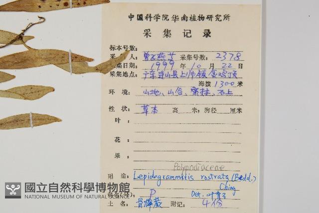 骨牌蕨藏品圖，第2張