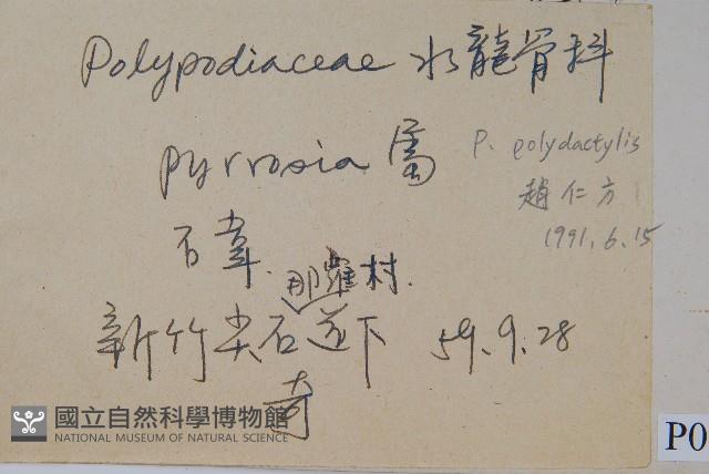 槭葉石葦藏品圖，第2張