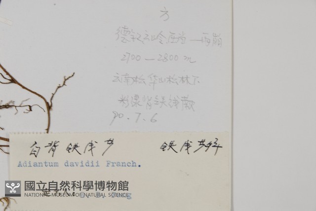 白背鐵線蕨藏品圖，第5張