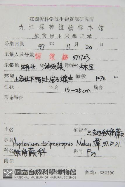 三翅鐵角蕨藏品圖，第2張