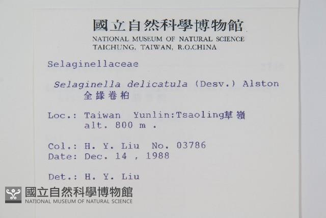 全緣卷柏藏品圖，第2張