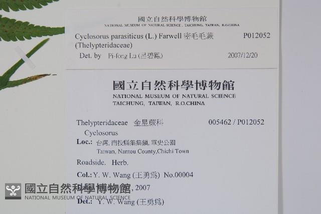 密毛毛蕨藏品圖，第2張