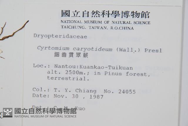 細齒貫眾蕨藏品圖，第2張