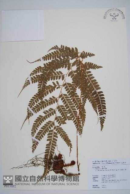 斜方複葉耳蕨藏品圖，第1張