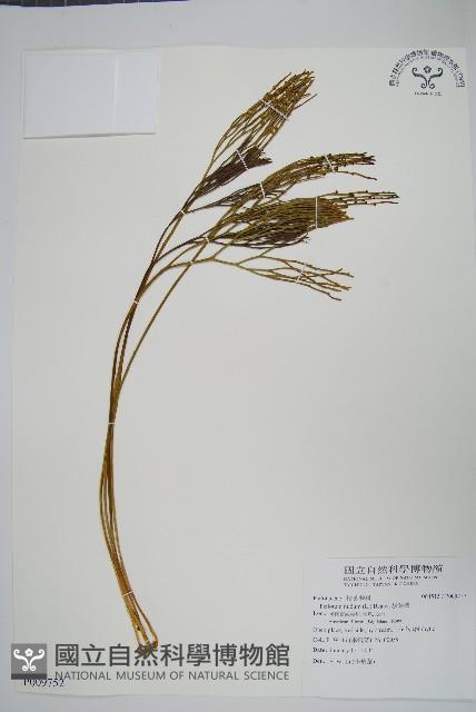 松葉蕨藏品圖，第1張