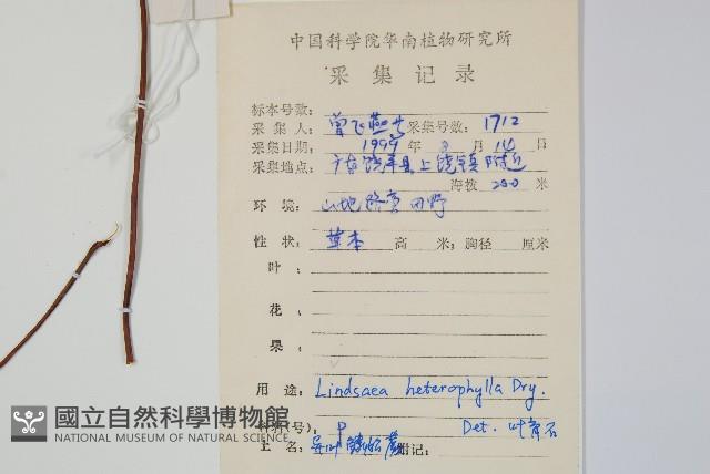 異葉鱗始蕨藏品圖，第2張