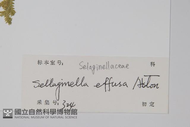 疏松卷柏藏品圖，第2張