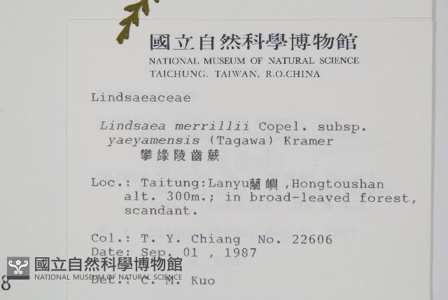 攀緣鱗始蕨藏品圖，第2張