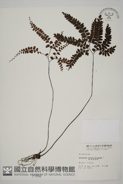 扇葉鐵線蕨藏品圖，第1張