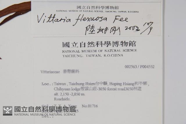 書帶蕨藏品圖，第2張