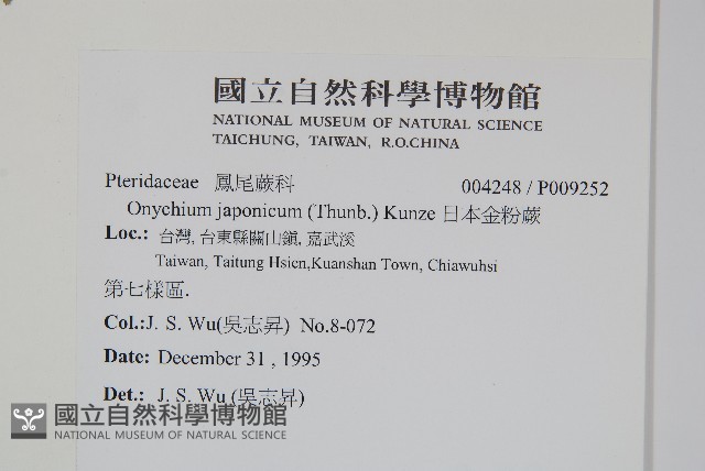 日本金粉蕨藏品圖，第2張