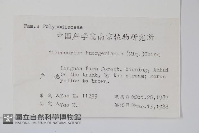 波氏星蕨藏品圖，第2張