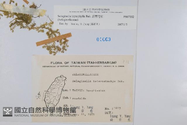 膜葉卷柏藏品圖，第2張