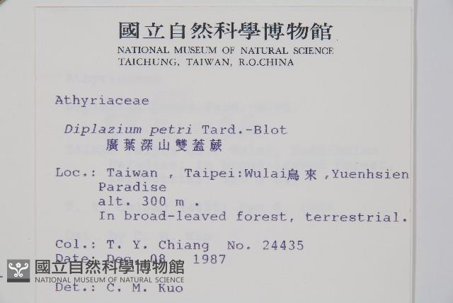 廣葉深山雙蓋蕨藏品圖，第2張