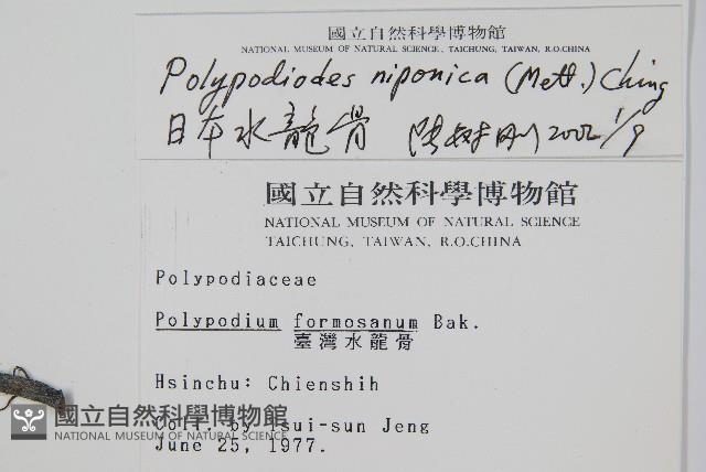 日本水龍骨藏品圖，第2張