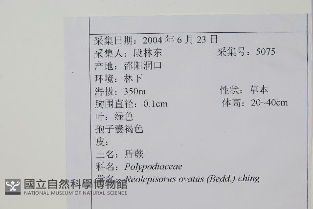 盾蕨藏品圖，第2張