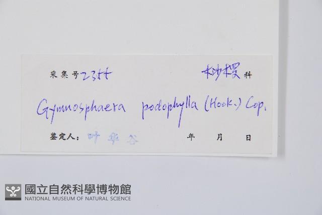 黑桫蕨藏品圖，第2張