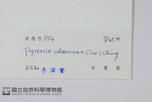 抱樹石葦藏品圖，第2張