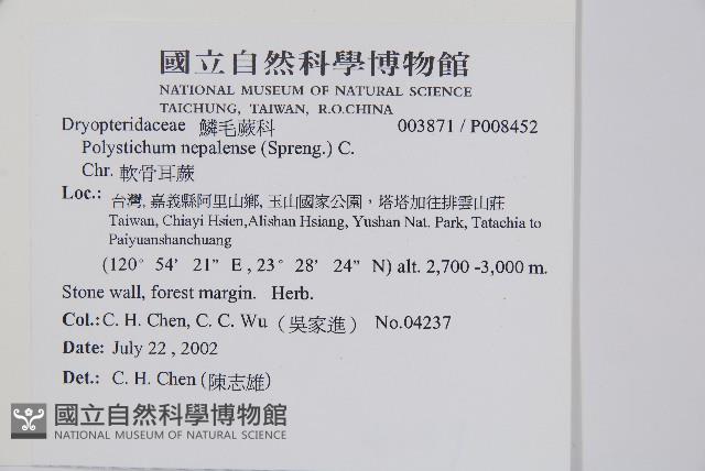 軟骨耳蕨藏品圖，第2張