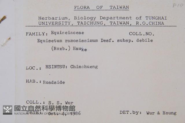 臺灣木賊藏品圖，第2張