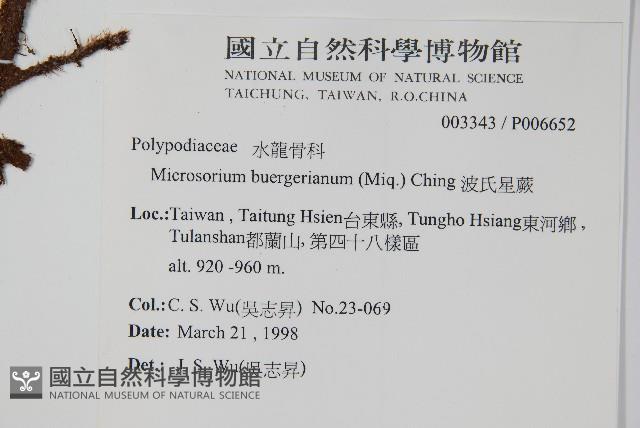 波氏星蕨藏品圖，第2張