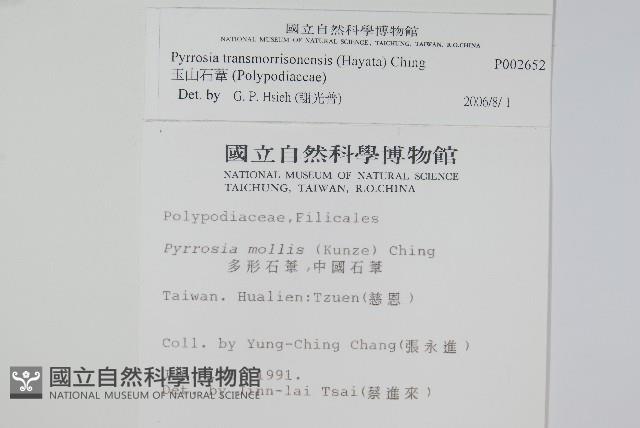 玉山石葦藏品圖，第2張