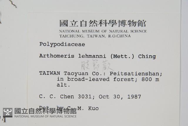 肢節蕨藏品圖，第2張