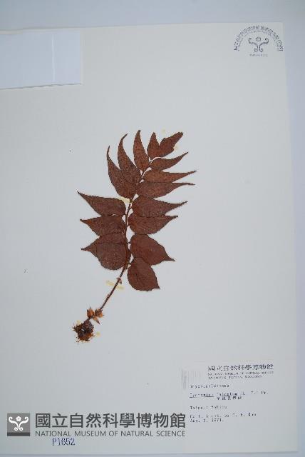 全緣貫眾蕨藏品圖，第1張