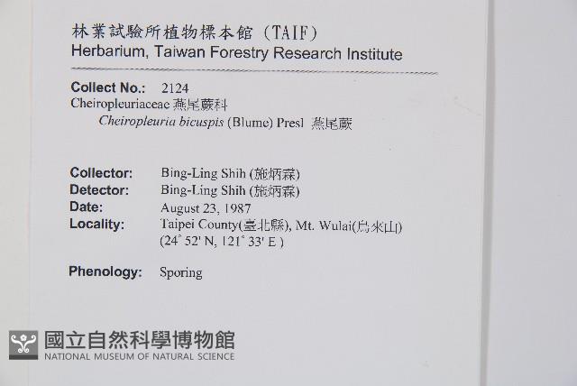 燕尾蕨藏品圖，第2張