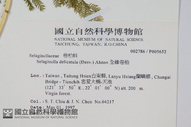 全緣卷柏藏品圖，第2張